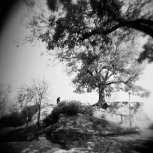 holy grove